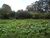 Terreno, 15 hectares - Foto 3