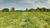 Sítio, 2 hectares - Foto 4