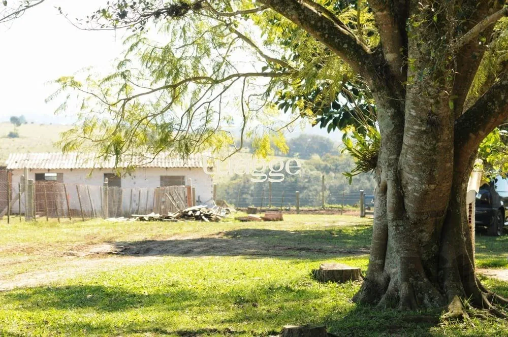 Sítio, 3 quartos, 6001 m² - Foto 2