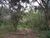 Terreno, 5 hectares - Foto 1