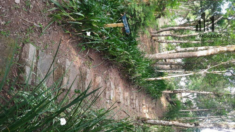Chácara à venda com 3 quartos, 10900M2 - Foto 6