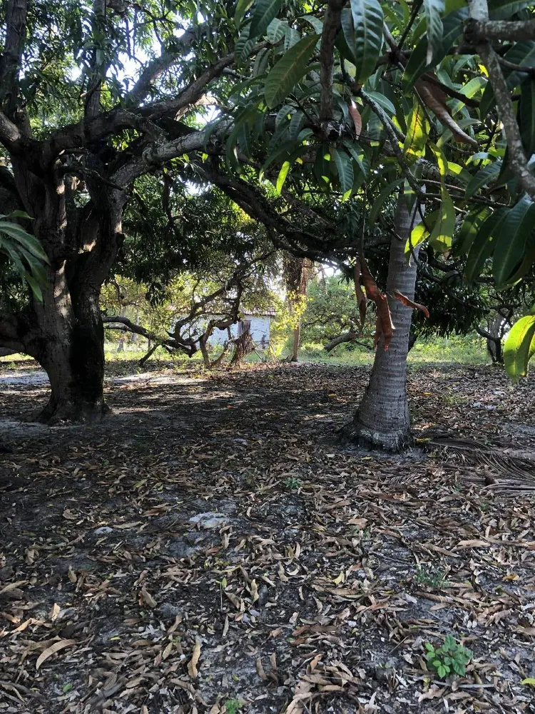 Terreno, 2 hectares - Foto 6