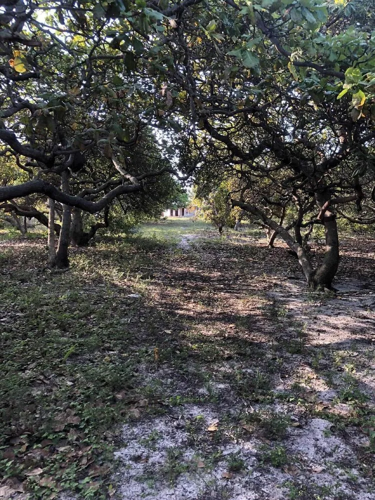 Terreno, 2 hectares - Foto 2