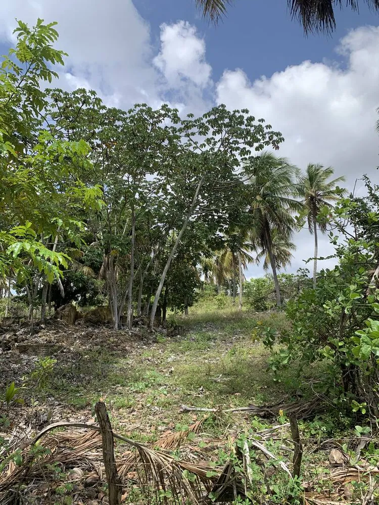 Terreno, 7 hectares - Foto 7