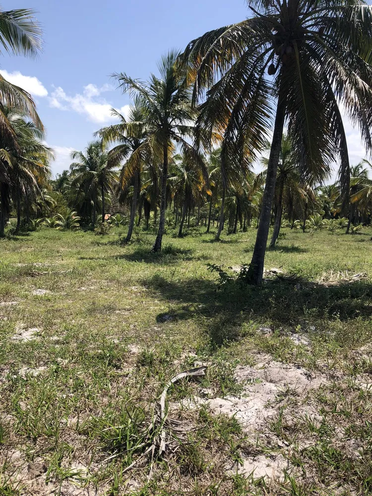Terreno, 9 hectares - Foto 1