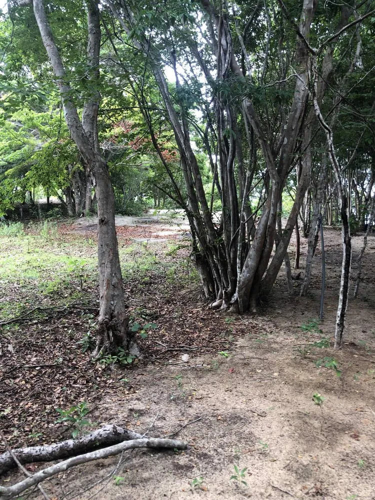 Terreno, 2 hectares - Foto 14