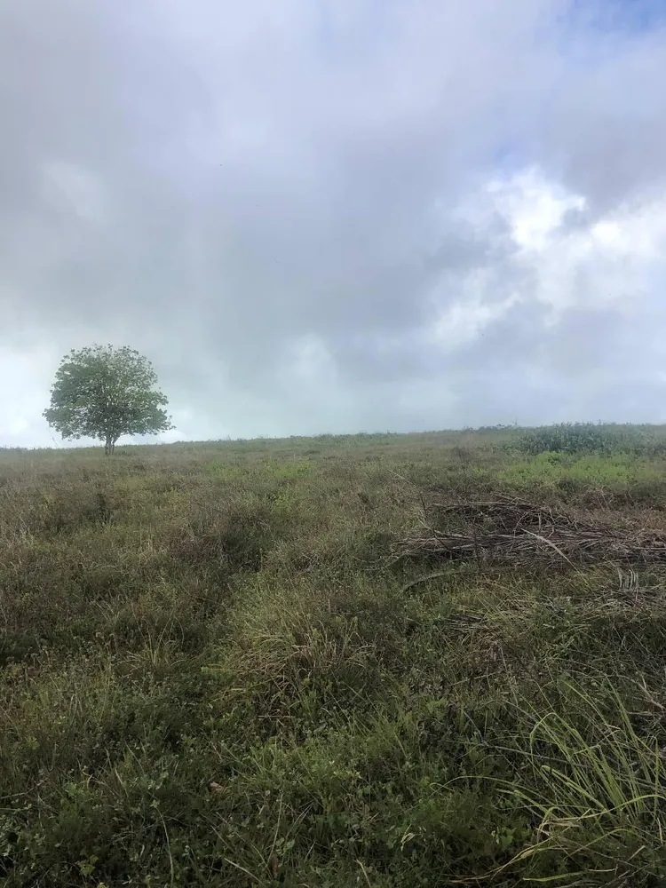 Terreno, 9 hectares - Foto 4