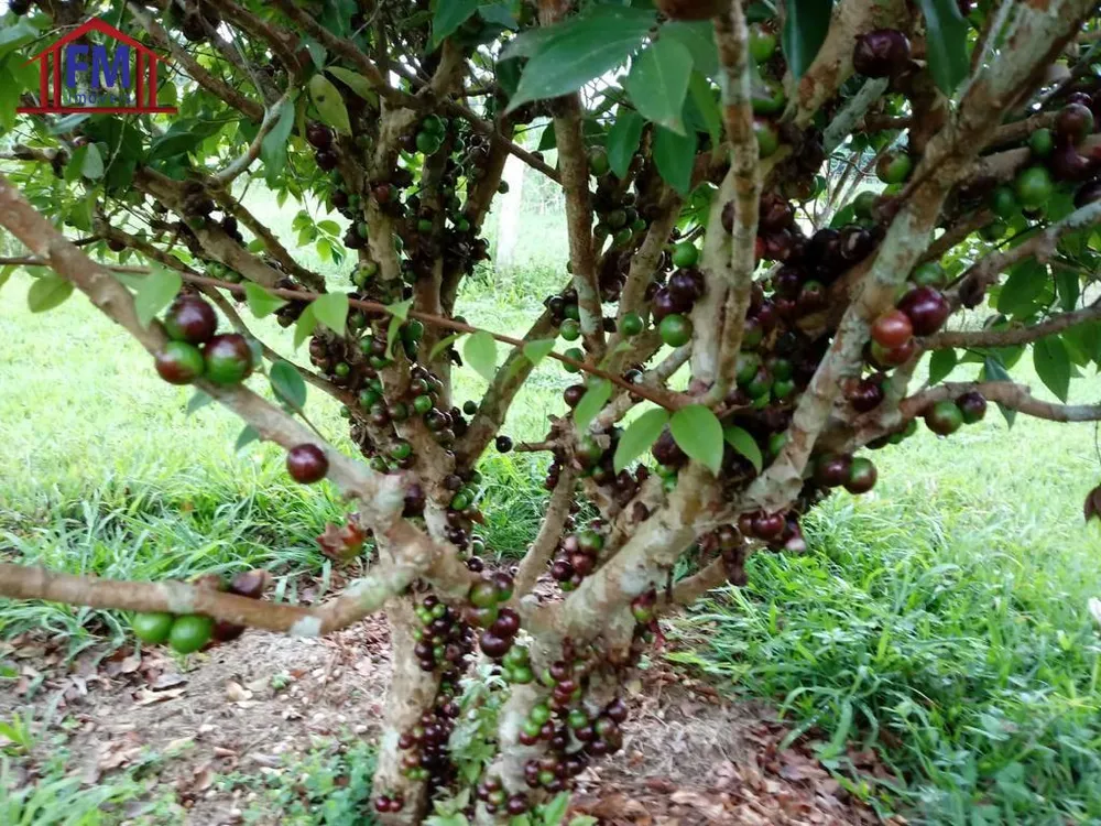 Fazenda, 6 quartos - Foto 5