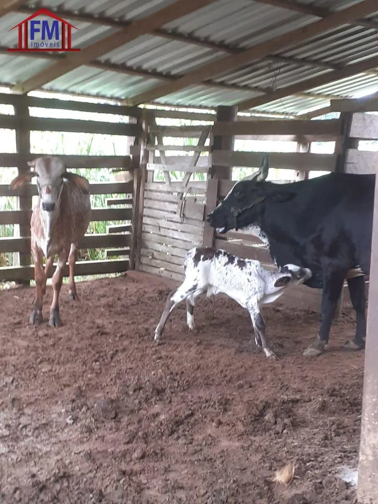 Fazenda, 6 quartos - Foto 4