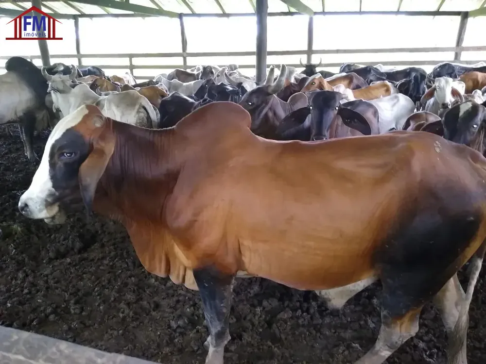 Fazenda - Foto 5