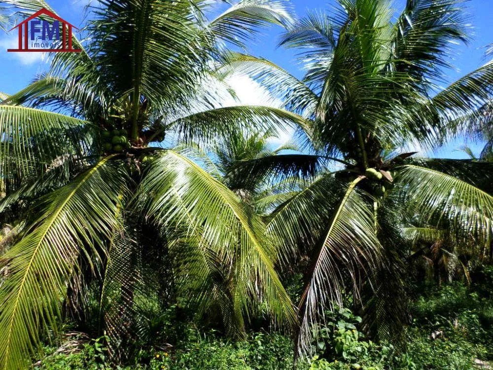 Fazenda - Foto 5
