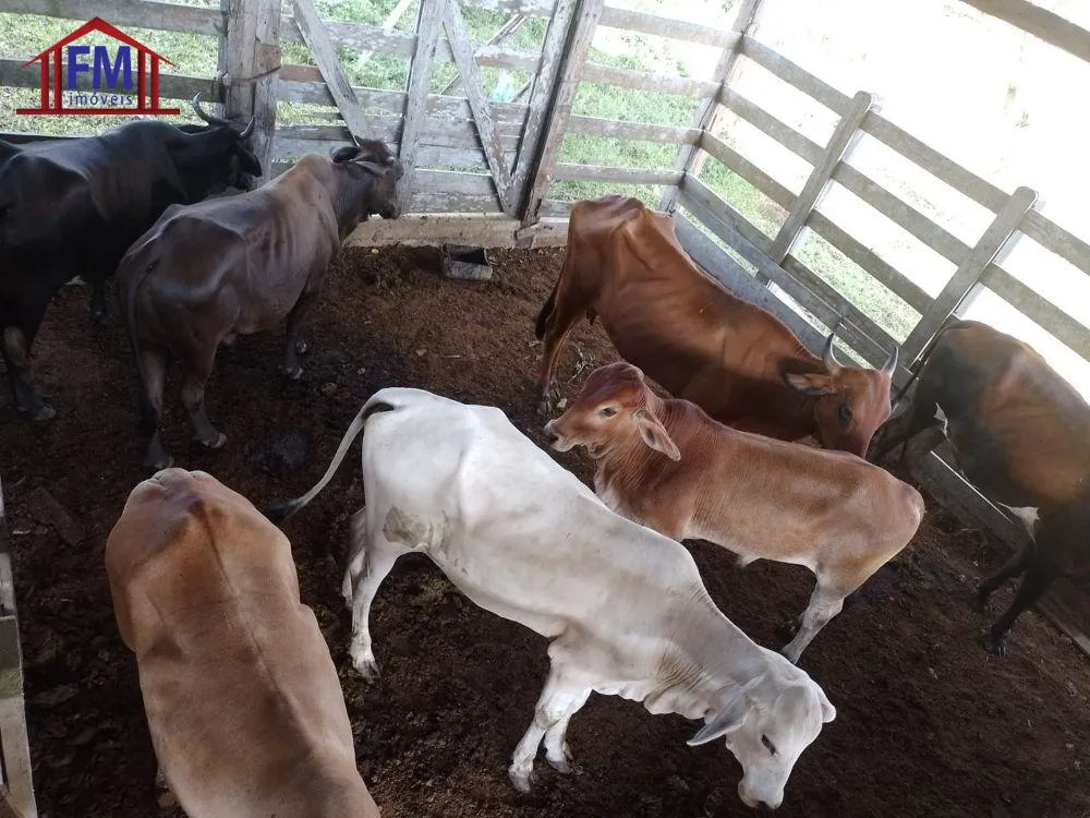 Fazenda - Foto 10