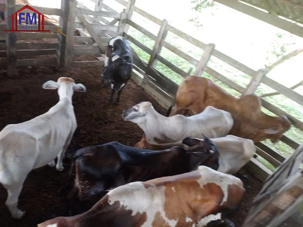 Fazenda - Foto 5