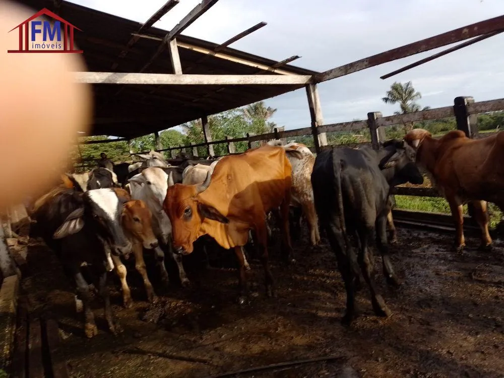 Fazenda - Foto 7