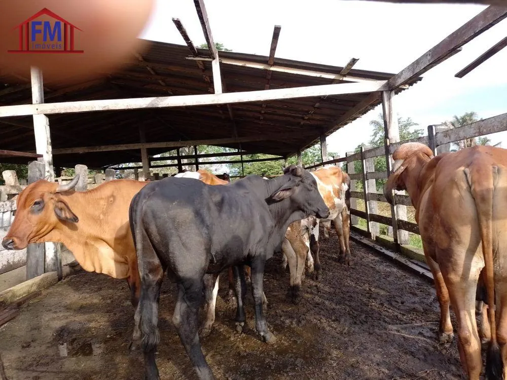 Fazenda - Foto 13
