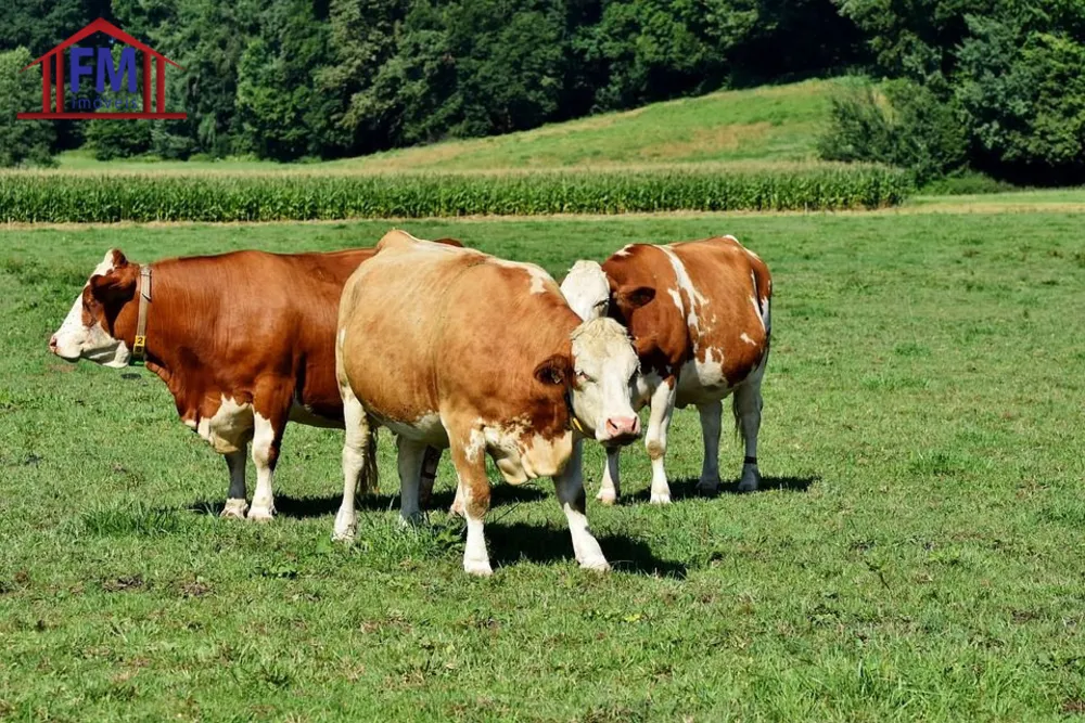 Fazenda - Foto 1