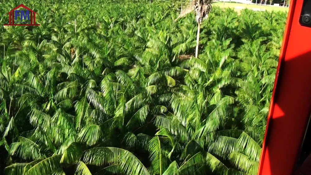 Fazenda - Foto 8