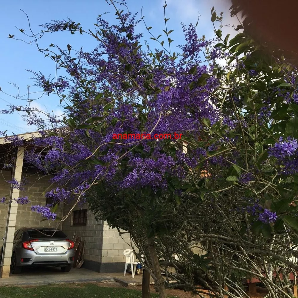 Sítio, 2 quartos - Foto 3