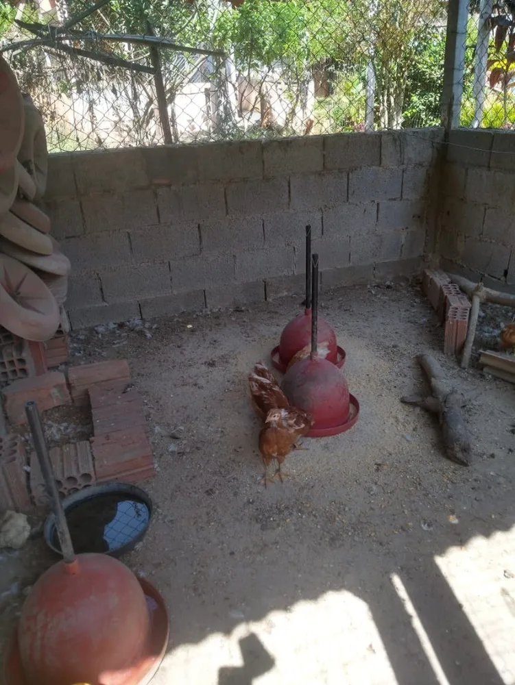 Chácara, 4 quartos, 3990 m² - Foto 10