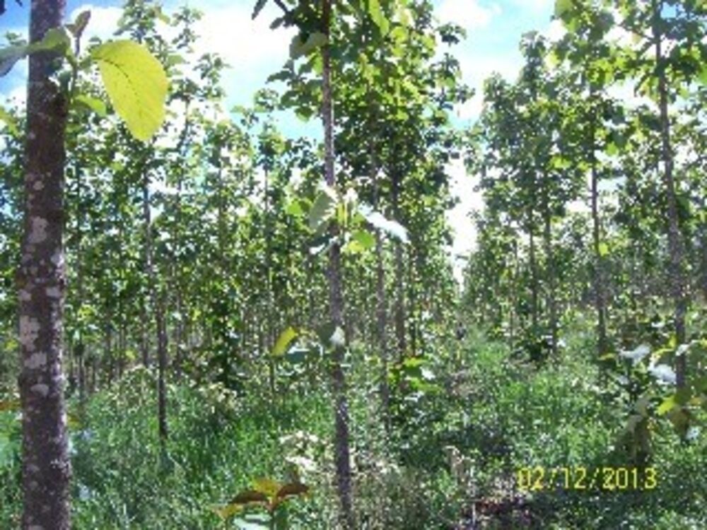 Fazenda, 3 quartos - Foto 5