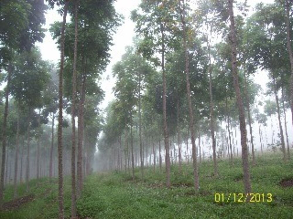 Fazenda, 3 quartos - Foto 4