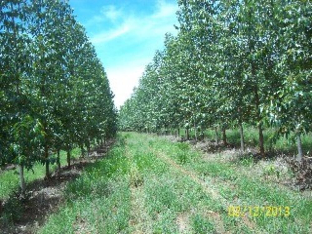 Fazenda, 3 quartos - Foto 1