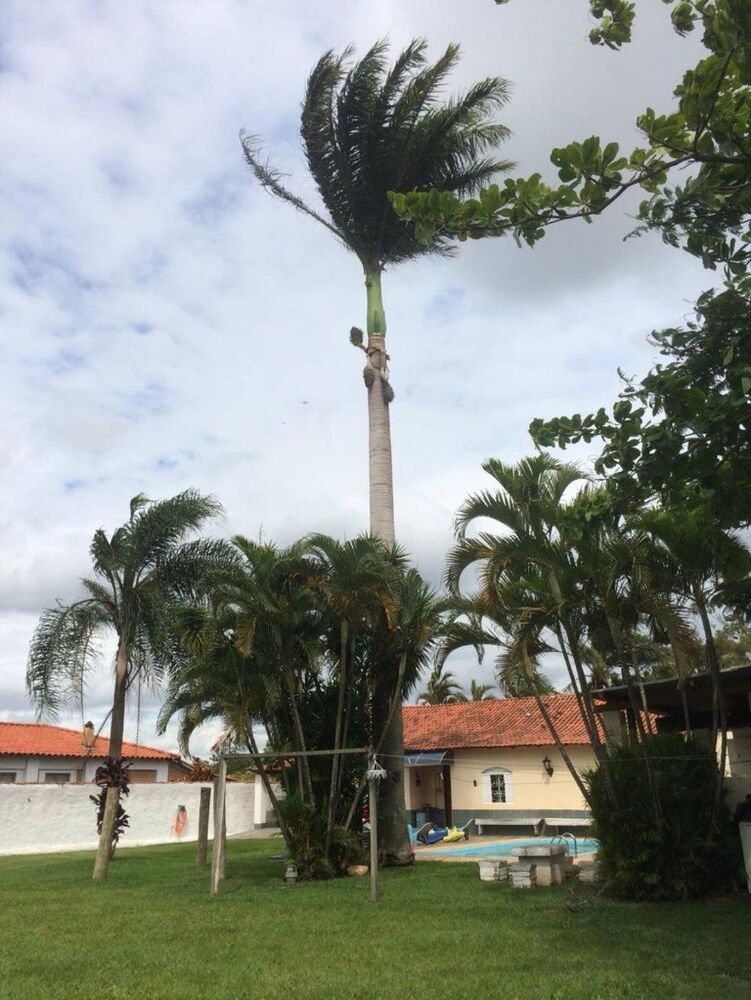 Chácara, 4 quartos - Foto 4