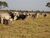 Fazenda-Sítio-Chácara - Foto 8