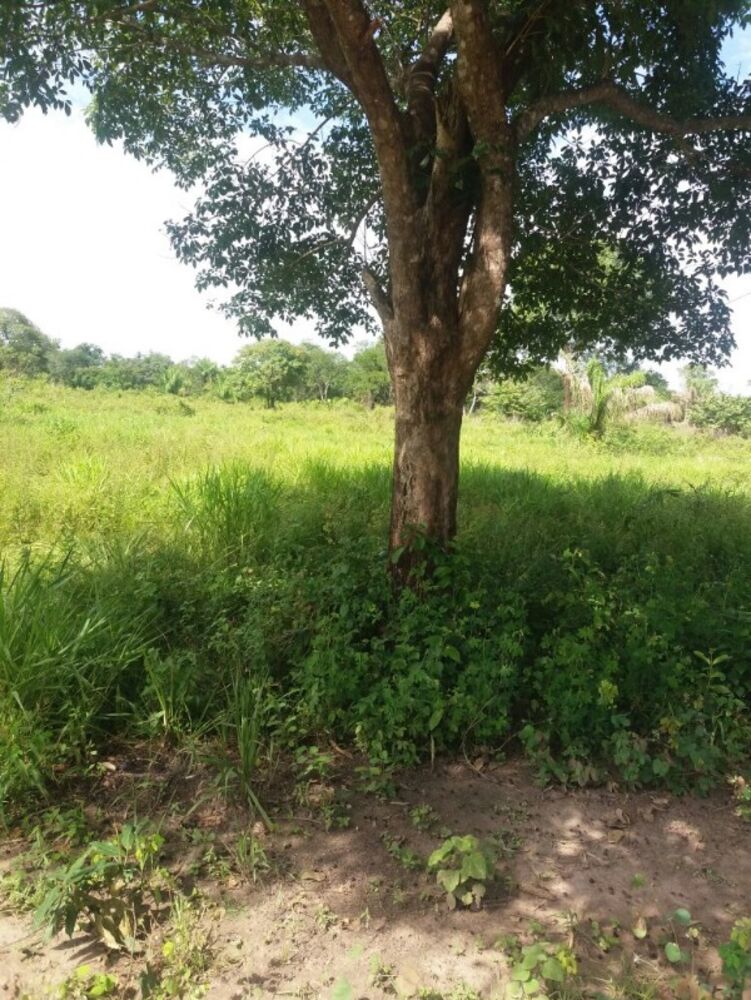 Fazenda à venda, 12800m² - Foto 6