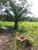 Fazenda - Foto 13