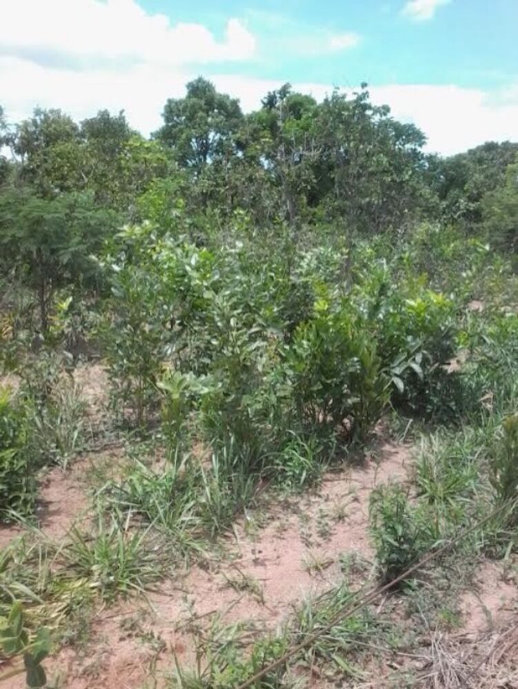 Fazenda, 1245 m² - Foto 2