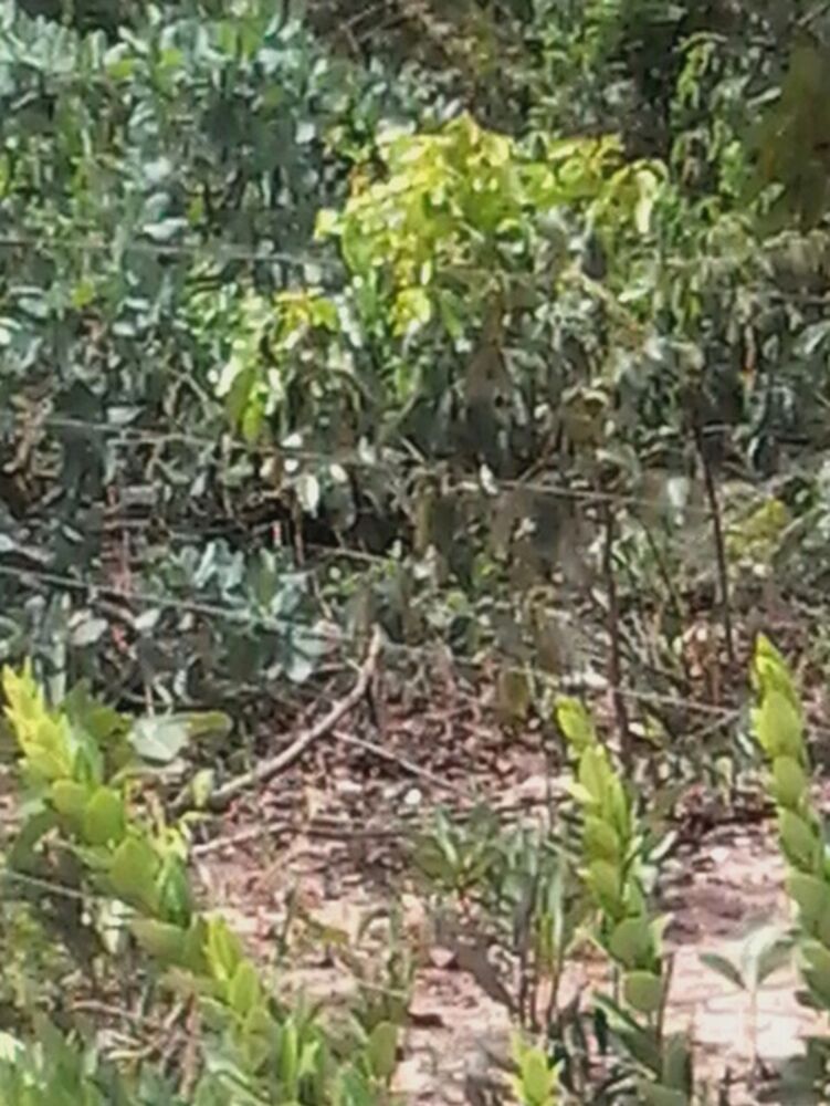 Fazenda, 1245 m² - Foto 4