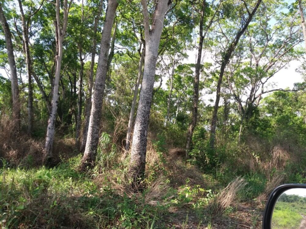 Fazenda à venda, 9900m² - Foto 7