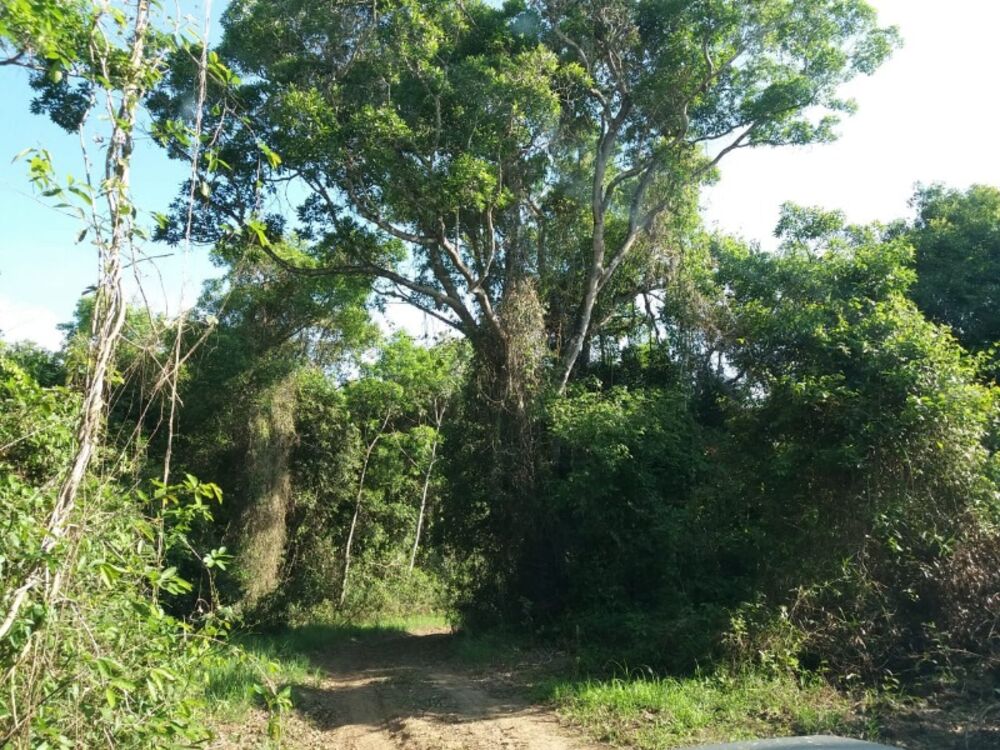 Fazenda à venda, 9900m² - Foto 4