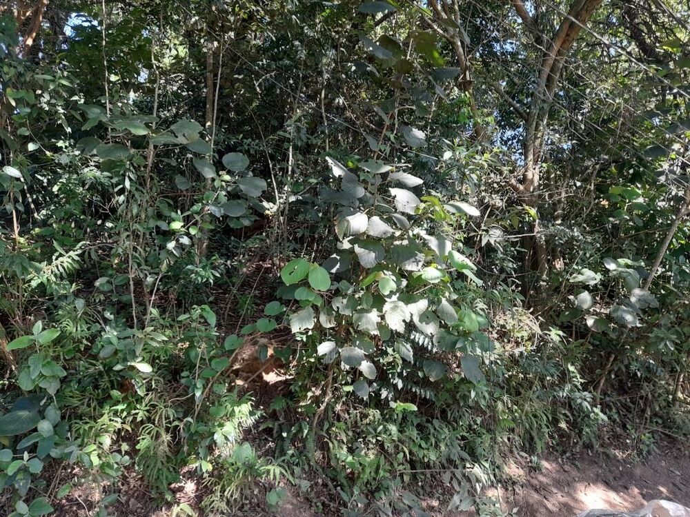 Loteamento e Condomínio, 1000 m² - Foto 3