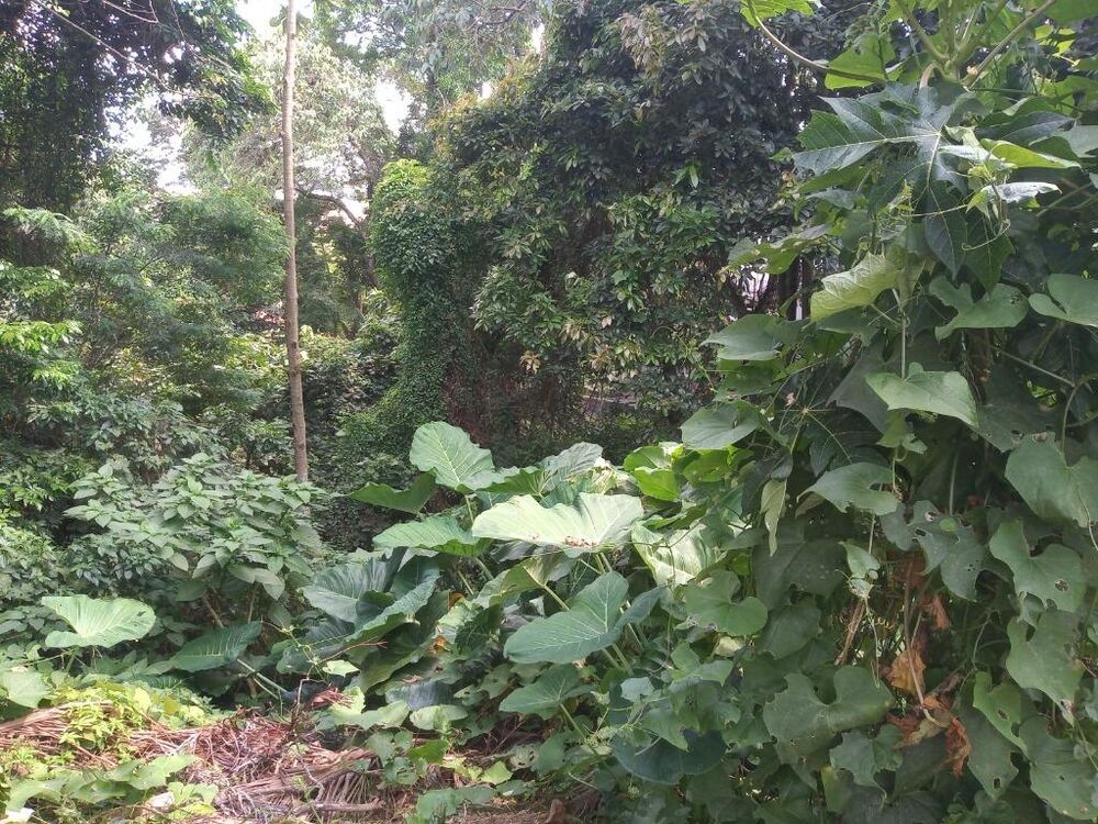 Loteamento e Condomínio, 542 m² - Foto 3