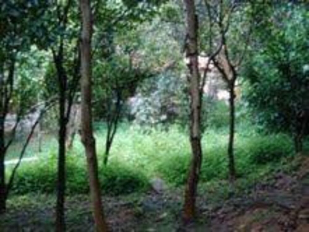 Terreno, 4189 m² - Foto 3