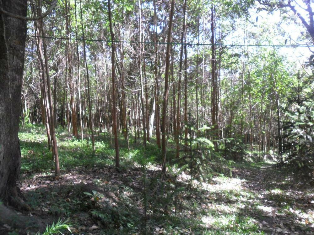 Sítio, 4 quartos, 1 hectares - Foto 4