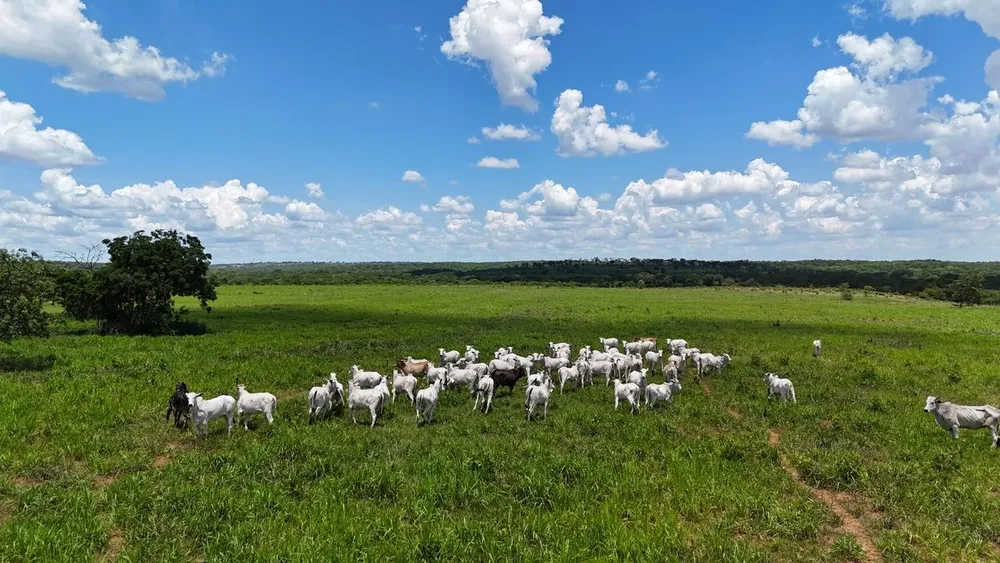 Fazenda - Foto 1