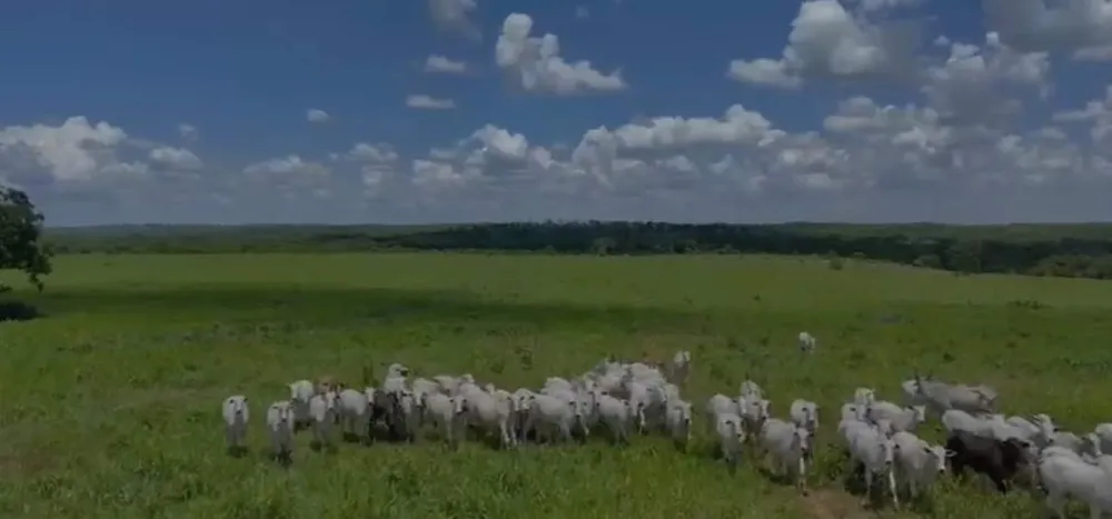 Fazenda - Foto 8