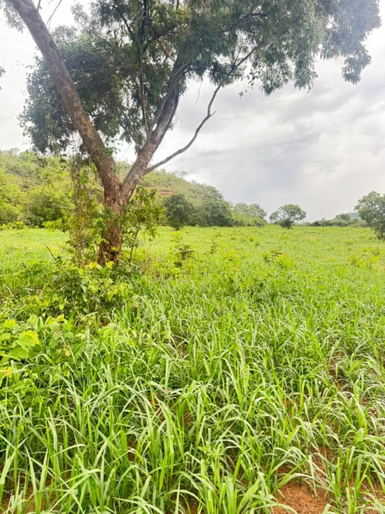 Fazenda - Foto 3