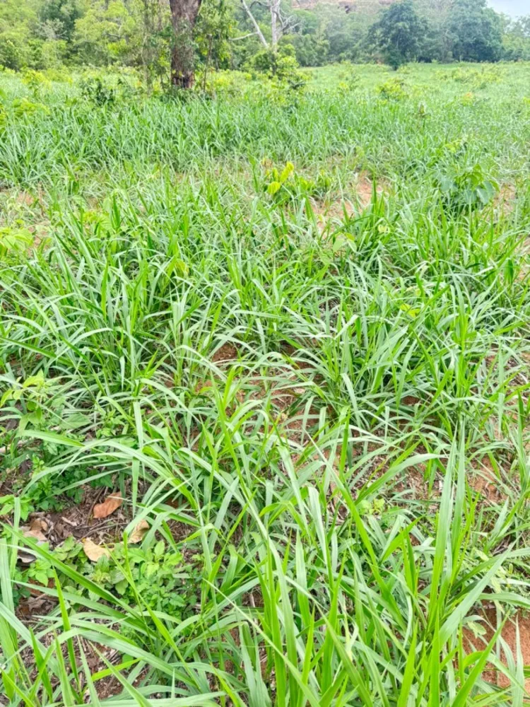 Fazenda - Foto 6