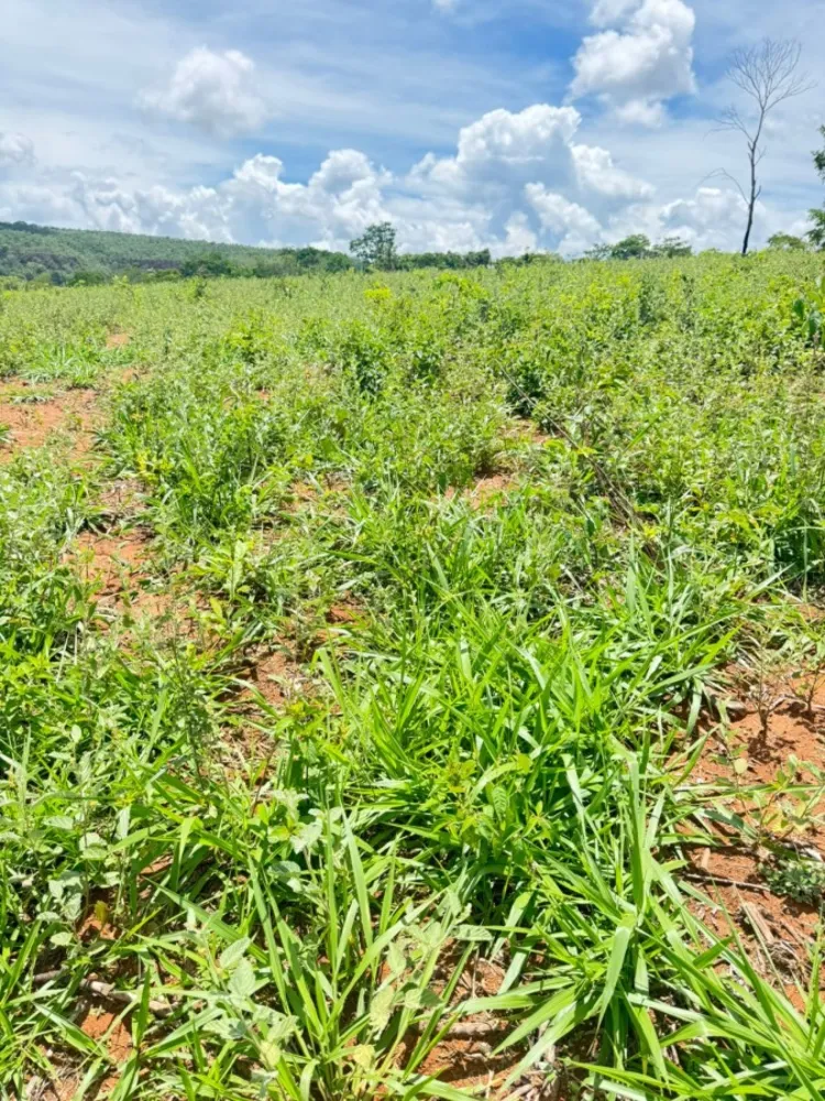 Fazenda - Foto 5