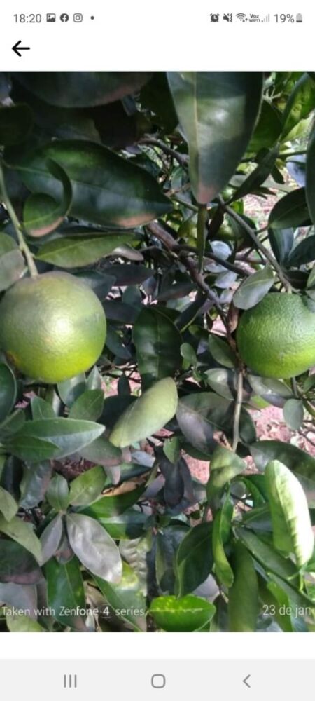 Chácara, 1 quarto, 5000 m² - Foto 4