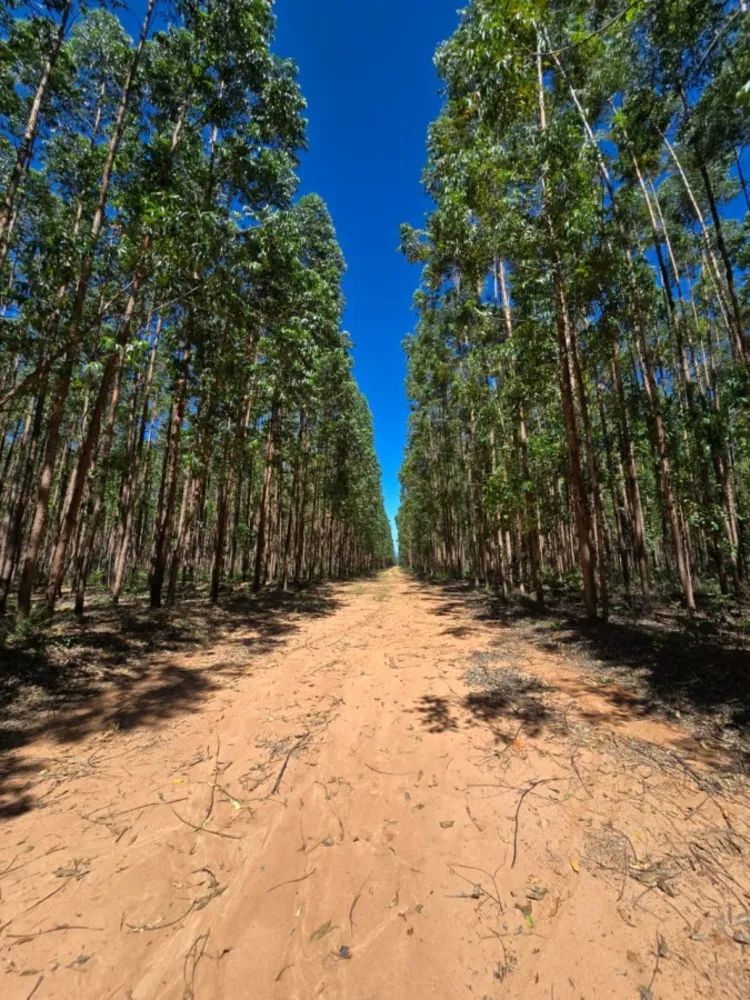 Fazenda - Foto 7