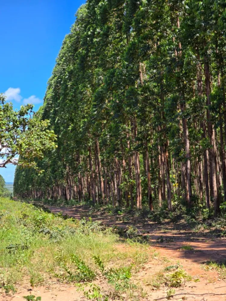 Fazenda - Foto 4
