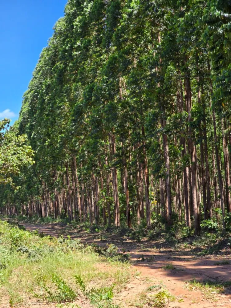 Fazenda - Foto 3