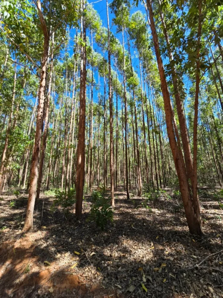 Fazenda - Foto 1