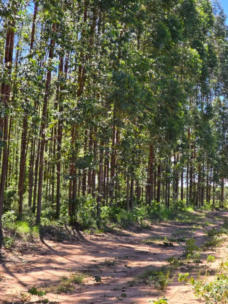 Fazenda - Foto 2