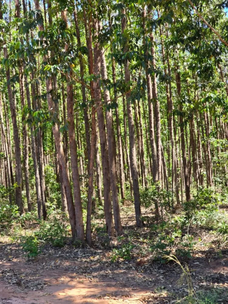 Fazenda - Foto 6